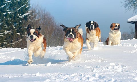 Aptly called babysitters, St Bernards are gentle and friendly (Photo: ISTOCK PHOTOS)