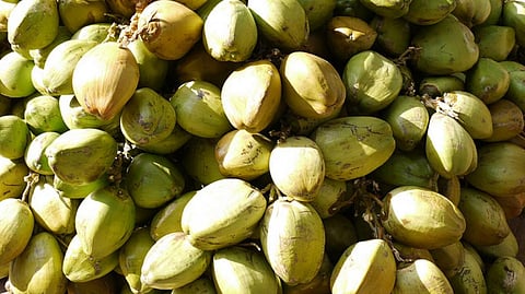 Many coconut varieties that could be crucial for the future of agriculture are disappearing (JK Werner/Flickr)