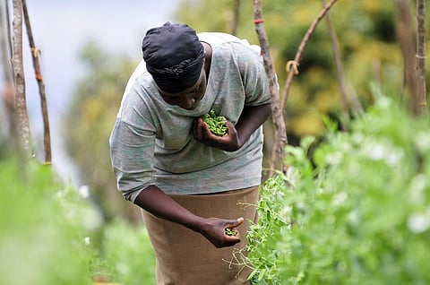 As climate patterns shift, crops in ‘high’ and ‘extreme risk’ countries are likely to suffer more variable yields. Credit: CIAT / Flicker