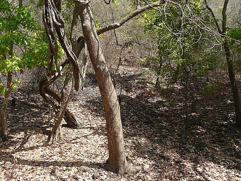 The government slashed MSP of seven of the 11 products listed under Non-timber forest produce. Credit: Dinesh Valke/ Flicker