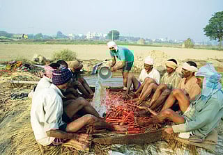 Bablu Chauhan (standing), a farmer in Sonipat, cleans carrot with the help of labourers. He says he will not recover the Rs 30,000 he had spent on the crop because there are not enough buyers (Photo: Srikant Chaudhary)