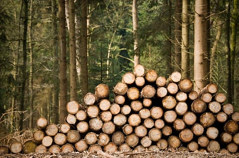 A large part of this illegal forest conversion is for commercial agricultural production (Credit: iStock)