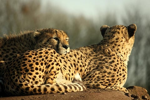 What makes matters worse is the fact that 77 per cent of the cheetah's habitat falls outside of protected areas. Credit: Henry Bush / Flicker