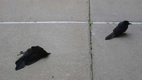 Besides crows, three pelicans, two white ibis and one duck were found dead in Rourkela in quick succession. Credit: WorldIslandInfo.com/ Flicker