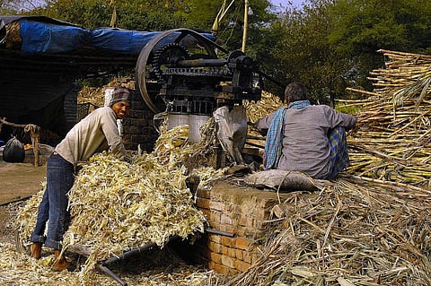 Experts feel that due to upcoming election, sugar mills had timely started its crushing operation. Credit: Giridhar Appaji Nag/ Flicker