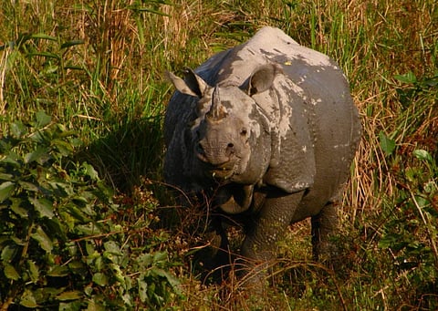 Despite the challenges facing rhinos in Kaziranga National Park, experts are optimistic about the species’ future (Satish Krishnamurthy/Flickr/CC BY-SA 2)