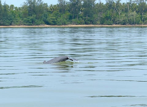 The dolphins are reportedly being killed by gangs who use car batteries to shock them (Credit: Bernard DUPONT/Flickr)