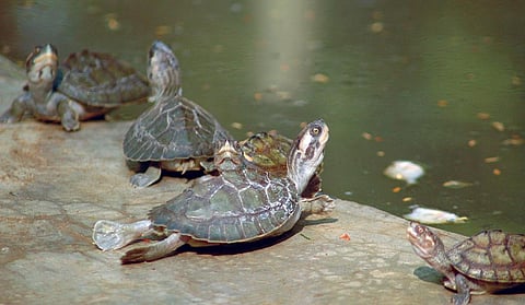 The initiative
has given
Olive Ridley
turtles a
new nesting
ground
on the
Astaranga
coast (Photo: Agnimirh Basu)