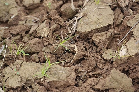 Ministry of Agriculture data suggests only 23 per cent of the 2017 target regarding issuance of soil health cards has been met till 18 October, 2016
Credit: United Soybean Board/Flickr