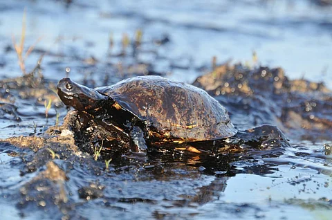 Nearly half a dozen turtles died near the north Chennai shoreline (Credit: iStock)