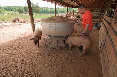 It is not only meat production but expansion of feeds industries, too, contribute to increased emission. Credit: USDA/ Flicker