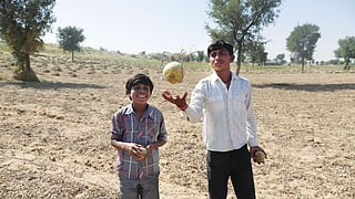 Shaitan (left) and Moti play
with wild tinda fruits at a
farm in Godaro ki Dhani in
Bikaner's Bhelu village