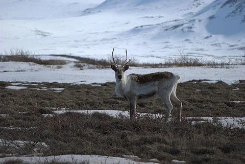 Antlers are seen in some Asian countries, including China, as a remedy for strengthening bones and tendons. Credit: USGS / Flicker