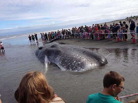 More than 5,000 whales and dolphins have beached themselves on New Zealand shores since 1840 Credit: Jo Fothergill / Flicker