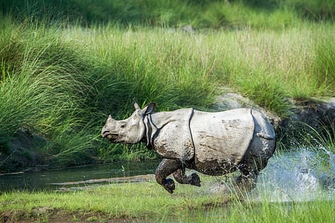 Kaziranga National Park hosts around two-thirds of the world’s greater one-horned rhinos (Credit: iStock)