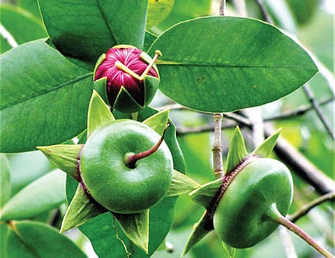 The fruits of the crab apple mangrove
(Sonneratia caseolaris) are consumed
by local communities. Fermented
fruit juice is said to be useful to treat
cough. Fishing communities also make
fishing nets from this plant