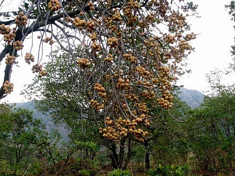 An Uapaca kirkiana (masuku) tree in Dedza, Malawi. It is one of the top three most preferred indigenous fruit trees in southern Africa
Credit: Jarret Mhango
