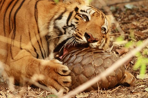 A Bengal Tiger wraps his jaws around an Indian Pangolin in Maharashtra's Tadoba-Andhari Tiger Reserve (Credit: Wikimedia Commons)