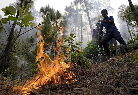 There are also speculations that uncontrolled growth of lantana and rubbing of dry bamboo caused the fire. Credit: Vikas Chaudhury / CSE