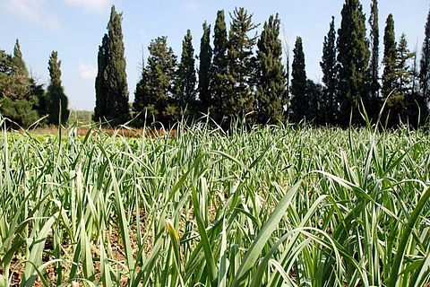 Agricultural production needs to be scaled up to meet rising food demand
Credit: StateofIsrael/Flickr