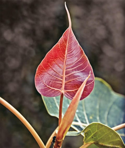 CREDIT: ISTOCK PHOTO