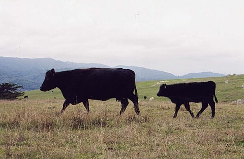 Besides rising temperatures and drought, nutrient availability may also have a direct effect on body size. Credit:Kai Schreiber  / Flicker