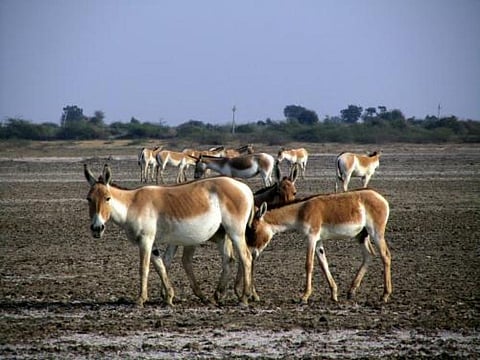 A herd of 'ghudkhar' in the Little Rann (Credit: Wikimedia Commons)