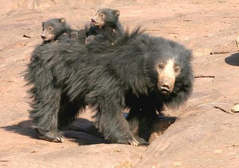 Human-Bear Conflict is a growing concern and one that requires attention to help mitigate the conflict that is spiraling out of control as urban concrete jungles are rapidly replacing forest tracts and bear habitat across India. Credit: Wikimedia Commons