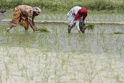 Rice farmers are among those most vulnerable to climate change
Credit: Vikas Choudhary