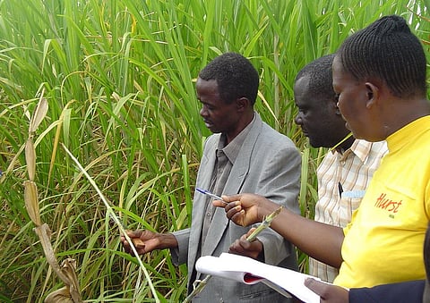 It could take several years to develop effective methods to control the pest. Credit: CIMMYT / Flicker