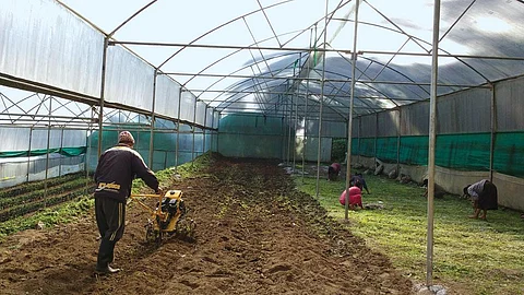 A man operates a
power tiller at a government farm in North Sikkim. A CSE survey shows that unlike privately owned farms, government farms are well-stocked with bio-fertilisers and bio-pesticides (Photographs: Sonam Taneja)