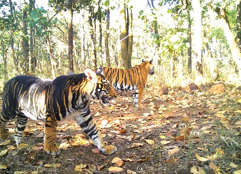 A melanistic tiger
at the Similipal
Tiger Reserve
photographed
through the camera
trap method (Courtesy; Similipal Tiger Reserve)