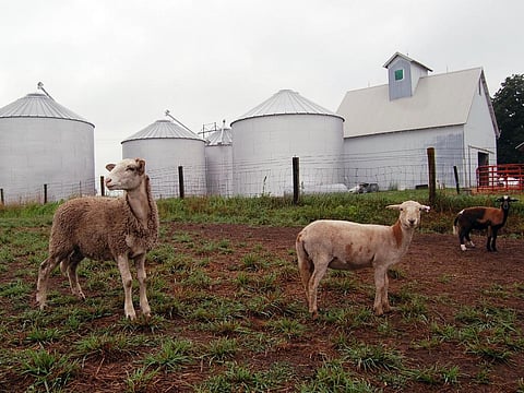 Growing human population and growing global middle class puts pressure on farmers to produce more livestock products Credit: Shubert Ciencia / Flicker