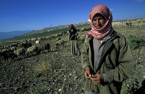 Livestock was a significant part of Syrian economy before the crisis, contributing 40 per cent of the total agricultural production (Credit: iStock)
