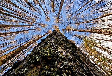 Global database can be used as a tool for monitoring and managing tree species diversity. Credit: Bernard Spragg. NZ/ Flicker