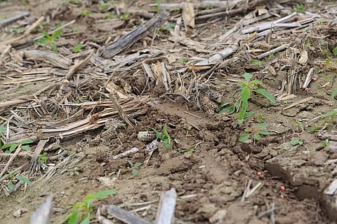 Agricultural myths hinder recognizing the potential to restore degraded soils to feed the world using fewer agrochemicals
Credit: United Soybean Board/Flickr