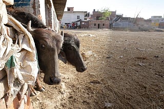 The Bakarganj weekly animal market in Uttar Pradesh's Fatehpur district wears a deserted look. Over 800 head of cattle used to be traded every week at the market before the slaughterhouse ban on March 22 (Photo: Vikas Choudhary)
