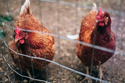Besides misuse of antibiotics in human health, its misuse in food animal production such as in case of chicken, fish, dairy and honey also adds to the problem
Credit: gina pina/Flickr