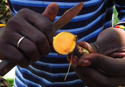 Science or Snake Oil: can turmeric really shrink tumours, reduce pain and kill bacteria?