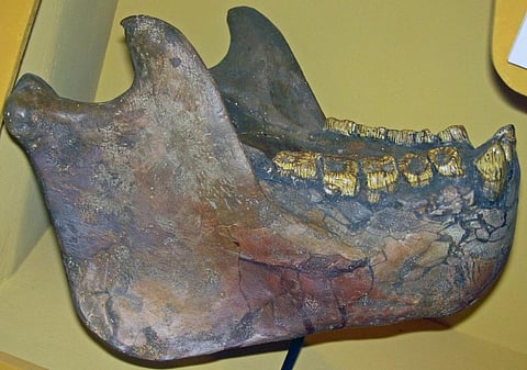Fossils are nine million years old and are in the form of lower molar germs or permanent teeth. Credit: James St. John / Flickr