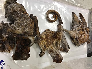 Deer, antelopes, wild cattle and pigs are illegally hunted for meat in different parts of the country. Credit: US Fish and Wildlife Trade / Flickr