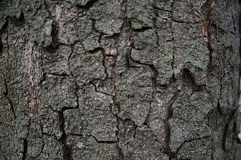 The scientists have modified lignin, which is present in naturally occurring wood (Credit: Dominic Soon/Flickr)