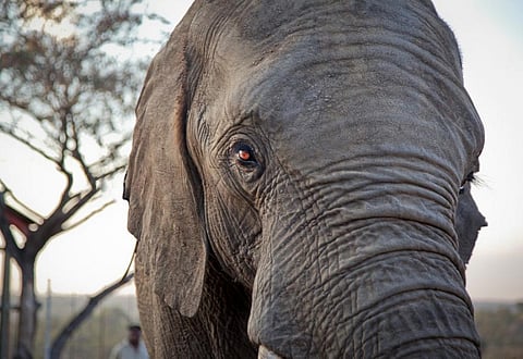 Elephants express many extra genes derived from the critical tumour suppressor gene TP53. S(Credit: Stephen Tan/Flickr)