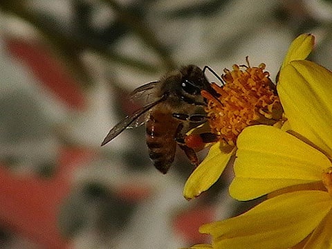 We are also losing many of our populations of wild bees too. Credit: Brent Myers / Flickr