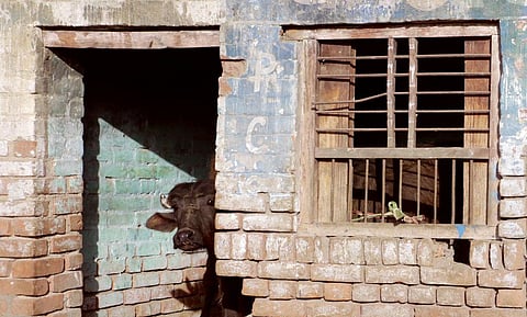 फोटो: विकास चौधरी