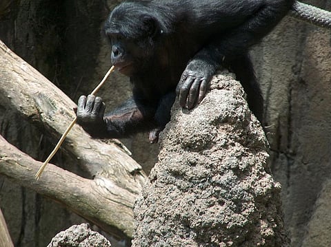 A bonobo fishing for termites using a stick (Credit: Mike R/Wkimedia Commons)