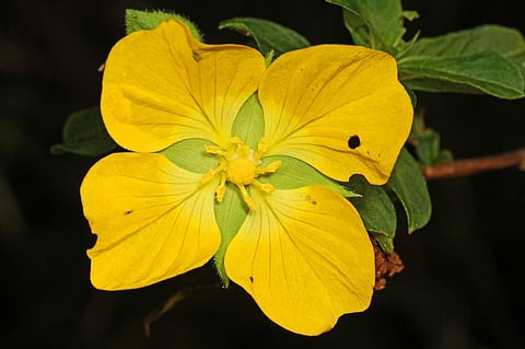 Primrose yellow Credit: Flickr