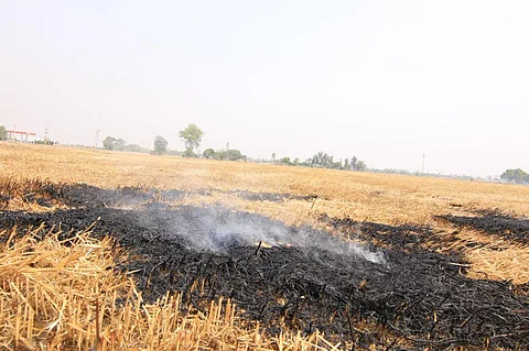 पराली जलाए जाने की घटना में 50 फीसदी कमी, गंभीर प्रदूषण की जद में उत्तर भारत के शहर
