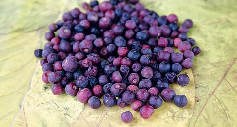 The phalsa fruit cannot be
transported and has to be
consumed quickly and locally (Photo: Vikas Choudhary)
