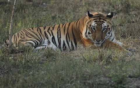 Union Budget 2020-21: Big chunk goes to tigers and elephants